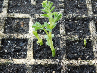 Brotes en semillero.