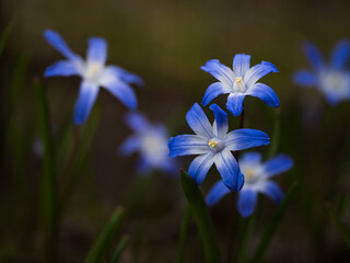 Wiosenne niebieskie kwiaty śnieżnik lśniący