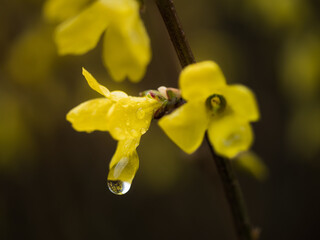Żółte kwiaty forsycji po deszczu - obrazy, fototapety, plakaty