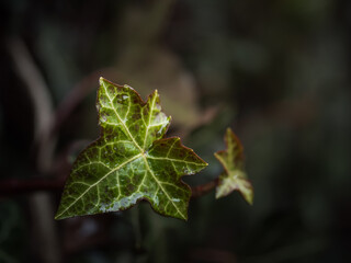Zielone młode liście bluszczu