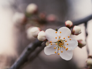 Wiosenne białe kwiaty drzewa owocowego - obrazy, fototapety, plakaty