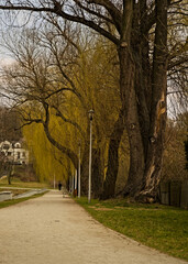 Wierzbowa aleja parkowa wzdłuż stawu , wczesną wiosną .