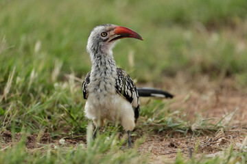 Red-billed Hornbill searching for food