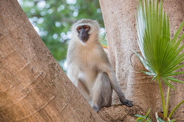 Vervet Monkey in a tree
