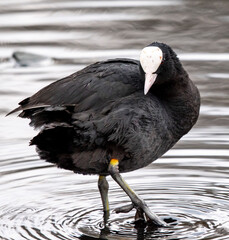 pozująca czarna łyska na jeziorze ptak w wodzie