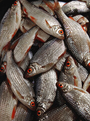 River fish with red eyes, red fins and silvery scales