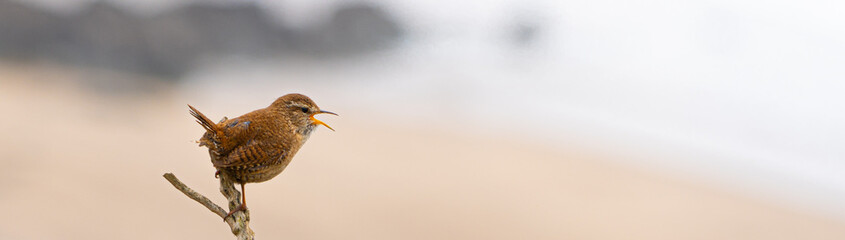 Single Wren Bird on Bracken on cliff edge silhouette with white sky and sea in background Facebook Banner Format