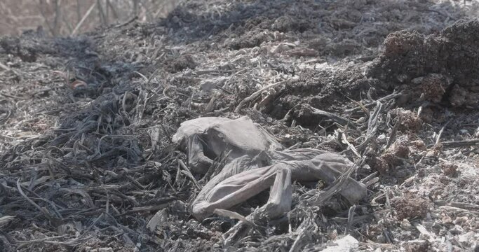close up on dry carcass of frog killed by forest fire, amidst bush ashes