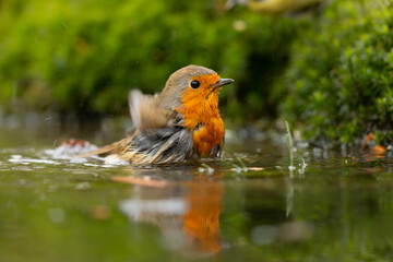 European robin (Erithacus rubecula), known simply as the robin or robin redbreast searching for food in the forest in the Netherlands