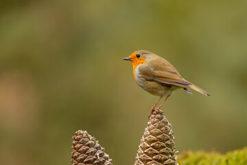 European robin (Erithacus rubecula), known simply as the robin or robin redbreast searching for food in the forest in the Netherlands