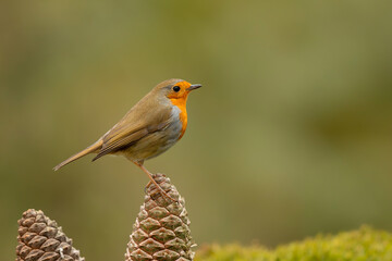European robin (Erithacus rubecula), known simply as the robin or robin redbreast searching for food in the forest in the Netherlands