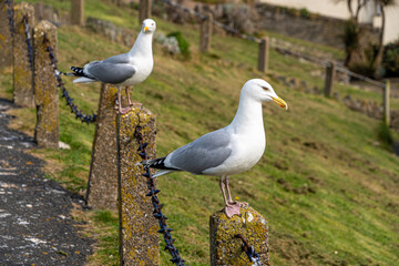 Seagull perched on post in Minehead