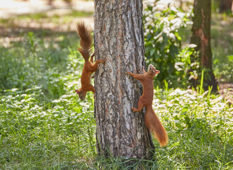 Two squirrels with fluffy tails on the trunk of an old tree. Squirrels in the city park run through the trees. © Ryzhkov Oleksandr