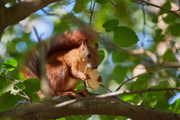 A red-haired European squirrel eats a walnut