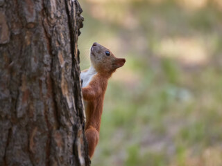 A fluffy little squirrel rodent on a tree trunk feeder bank holds a nut in its paws and eats