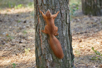 A fluffy little squirrel rodent on a tree trunk feeder bank holds a nut in its paws and eats