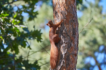 A fluffy little squirrel rodent on a tree trunk feeder bank holds a nut in its paws and eats