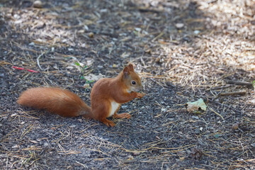 A red-haired European squirrel eats a walnut