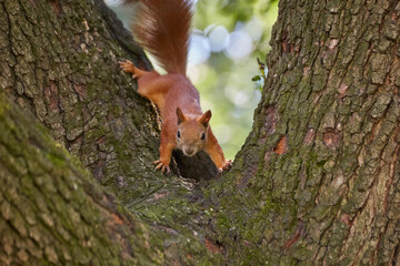 A fluffy little squirrel rodent on a tree trunk feeder bank holds a nut in its paws and eats