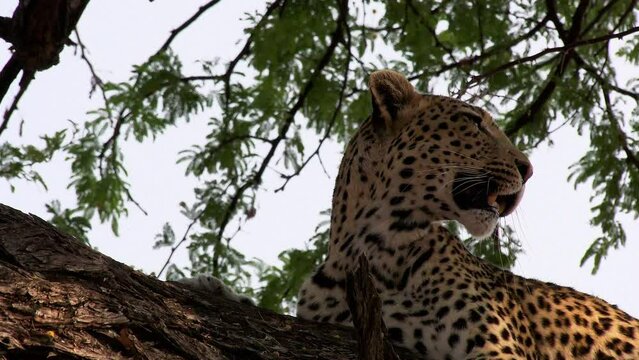 Leopard up on tree branch looking for prey