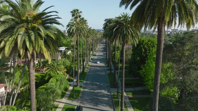 Aerial Shot Flying Through Palm Trees on Luxury Beverly Hills Residential Street