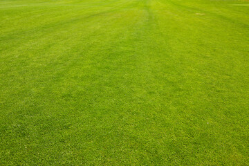 Green grass texture background Top view of bright grass garden Idea concept used for making green backdrop