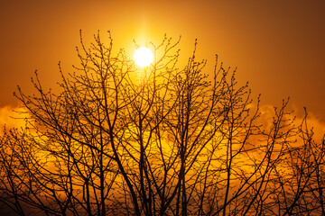 Silhouette tree and orange sunset