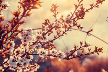 Soft focused blooming blossom. Sunset shot of coming spring