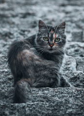 Naklejka na ściany i meble Gato callejero gris y negro y ojos azules con mancha naranja en la cara mira fijamente la cámara desde las escaleras de piedra. 