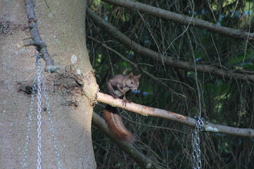 squirrel on a tree