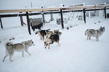 Dogs in an animal shelter. Alaskan and Siberian huskies on a walk. Group of young mongrel dogs runs...