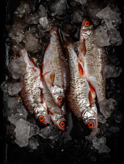 River fish in pieces of ice on black background