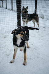 Homeless dog shelter. A black and tan little puppy in an aviary in winter in the snow. A young Alaskan husky.