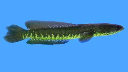 Snake head Murrel Fish aquarium fish
