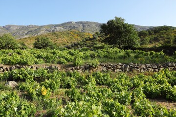 Fototapeta na wymiar Vineyard near Rethymno, Crete