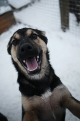 The Alaskan Husky is the future champion of riding sports. Black and tan little puppy in winter on a background of snow portrait close-up. A young mongrel dog.