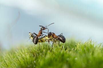 ants on the grass