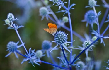 butterfly on flower