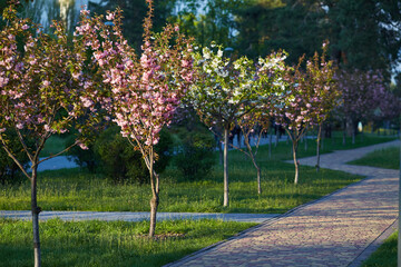 image of a park with an alley of pink flowering sakura trees. spring landscape. Path with young saplings of sakura trees.