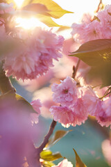 Springtime background with pink blossom. Beautiful nature scene with blooming sakura tree.