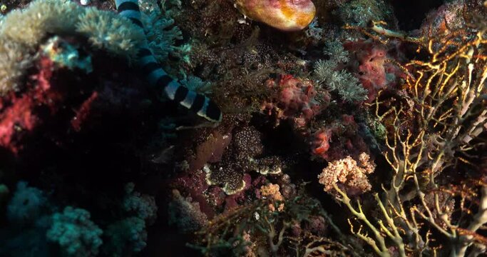 sea snake creeping on the coral reef