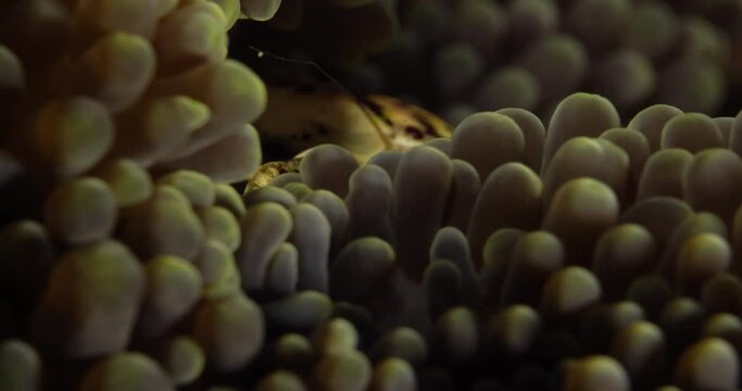 porcelein crab hiding in anemon coral