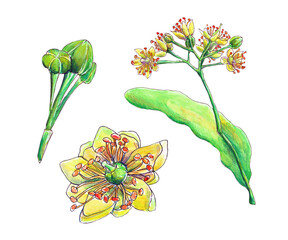 Watercolor illustration with linden flowers. For medicine, herbal tea.