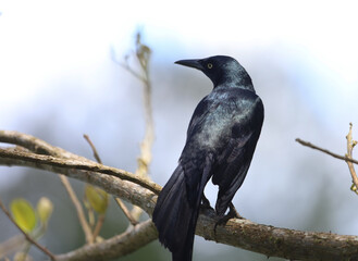 Nicaraguan Grackle