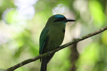 Keel-billed Motmot