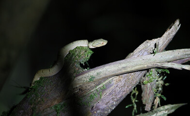 Side-striped Palm Pit-viper
