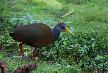Russet-naped Wood-rail