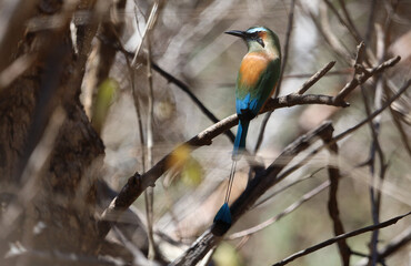 Turquoise-browed Motmot