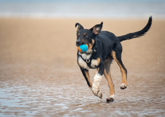 Border Collie running along the beach with his ball