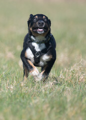 Border Collie resting in a field of grass 